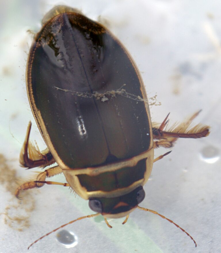 Potápník vroubený (Dytiscus marginalis)