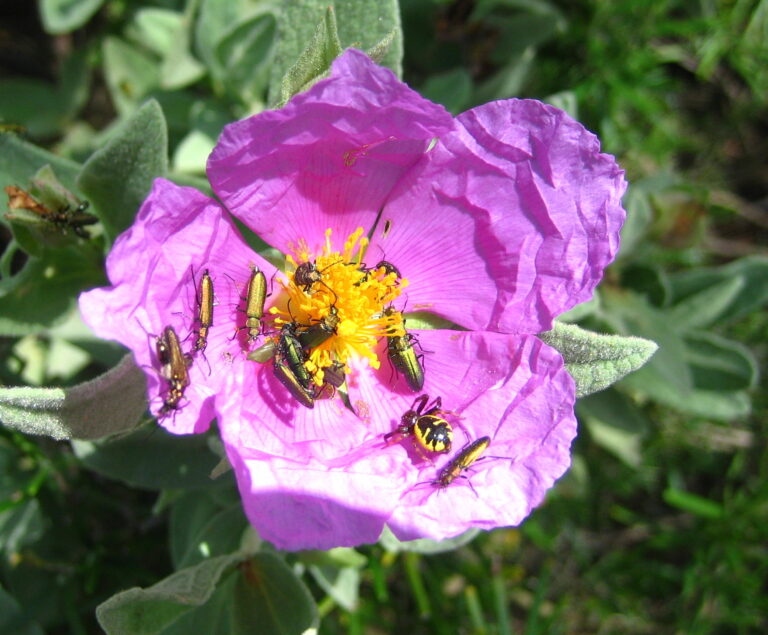 Lobonyx aeneus (Lobonyx aeneus)