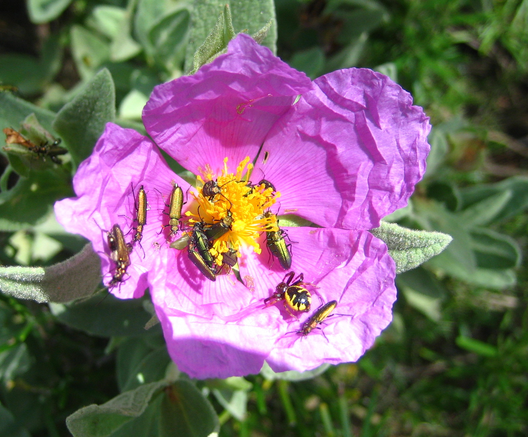 Lobonyx aeneus