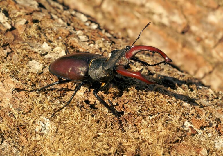 Roháč obecný Roháč obecný (Lucanus cervus)