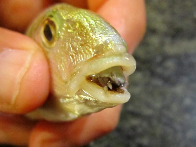 Cymothoa exigua (Cymothoa exigua)