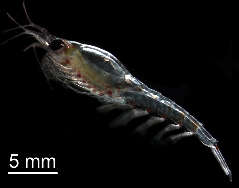 Thysanoessa inermis