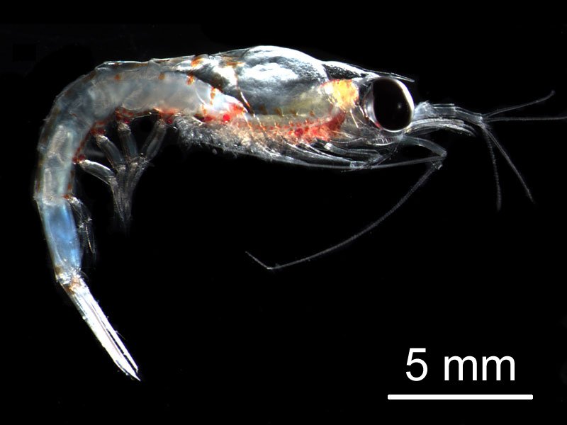 Thysanoessa longicaudata