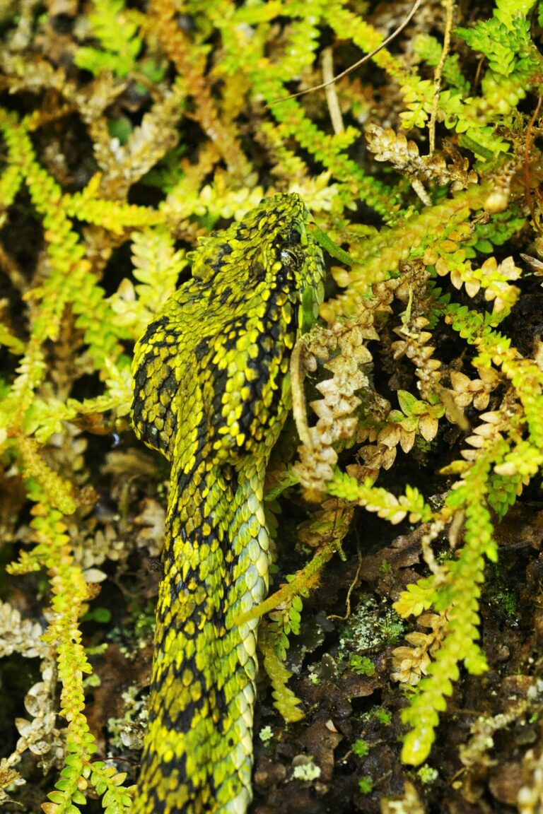 Křovinář ostnitý (Bothriechis schlegelii)