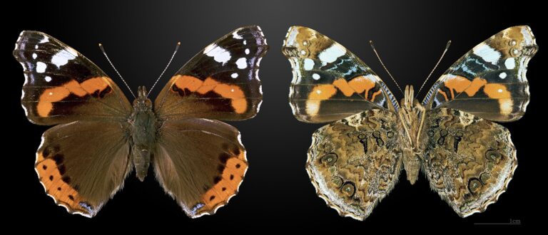 Babočka admirál (Vanessa atalanta)