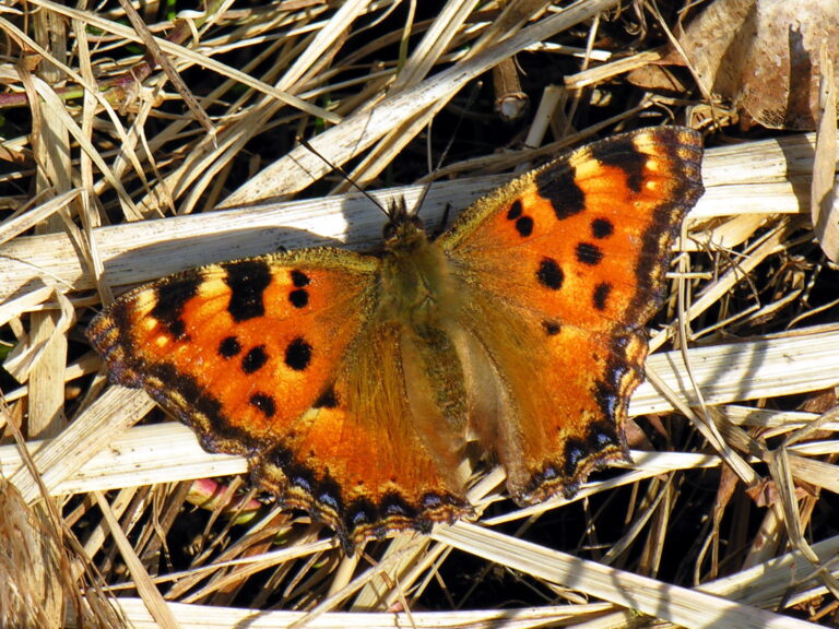 Babočka jilmová (Nymphalis polychloros)