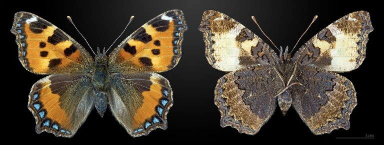 Babočka kopřivová (Aglais urticae)