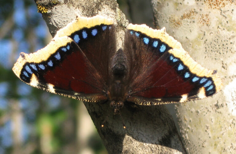 Babočka osiková (Nymphalis antiopa)