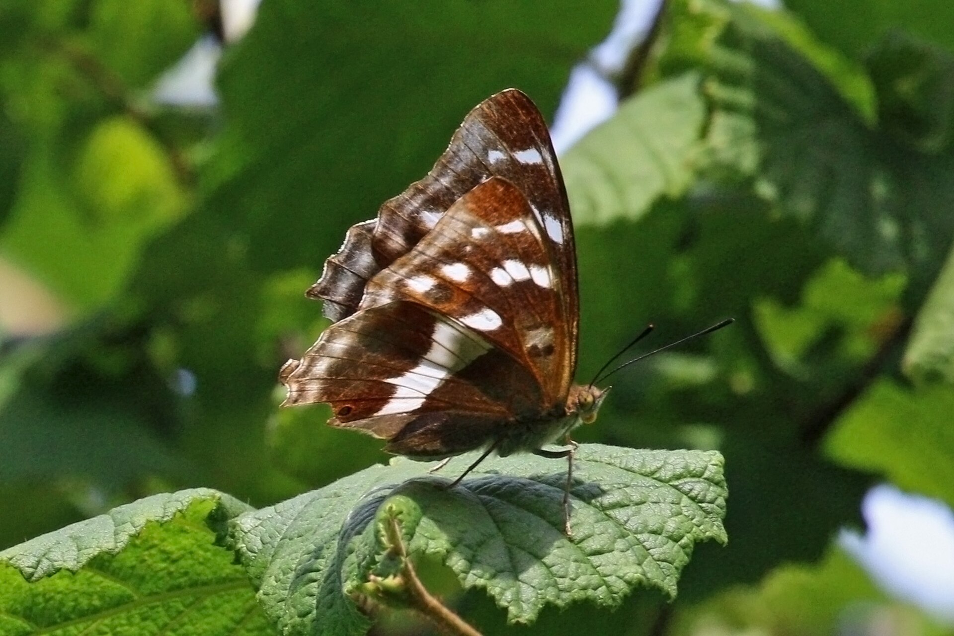 Batolec duhový