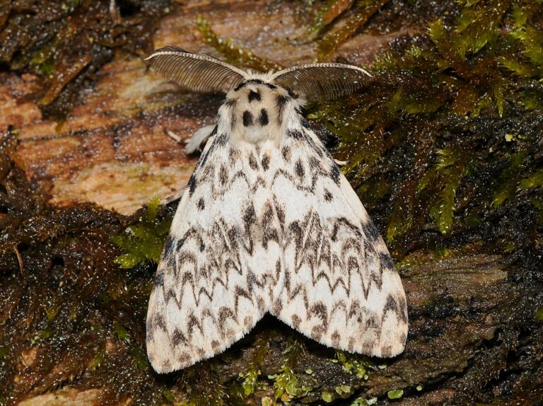Bekyně mniška (Lymantria monacha)
