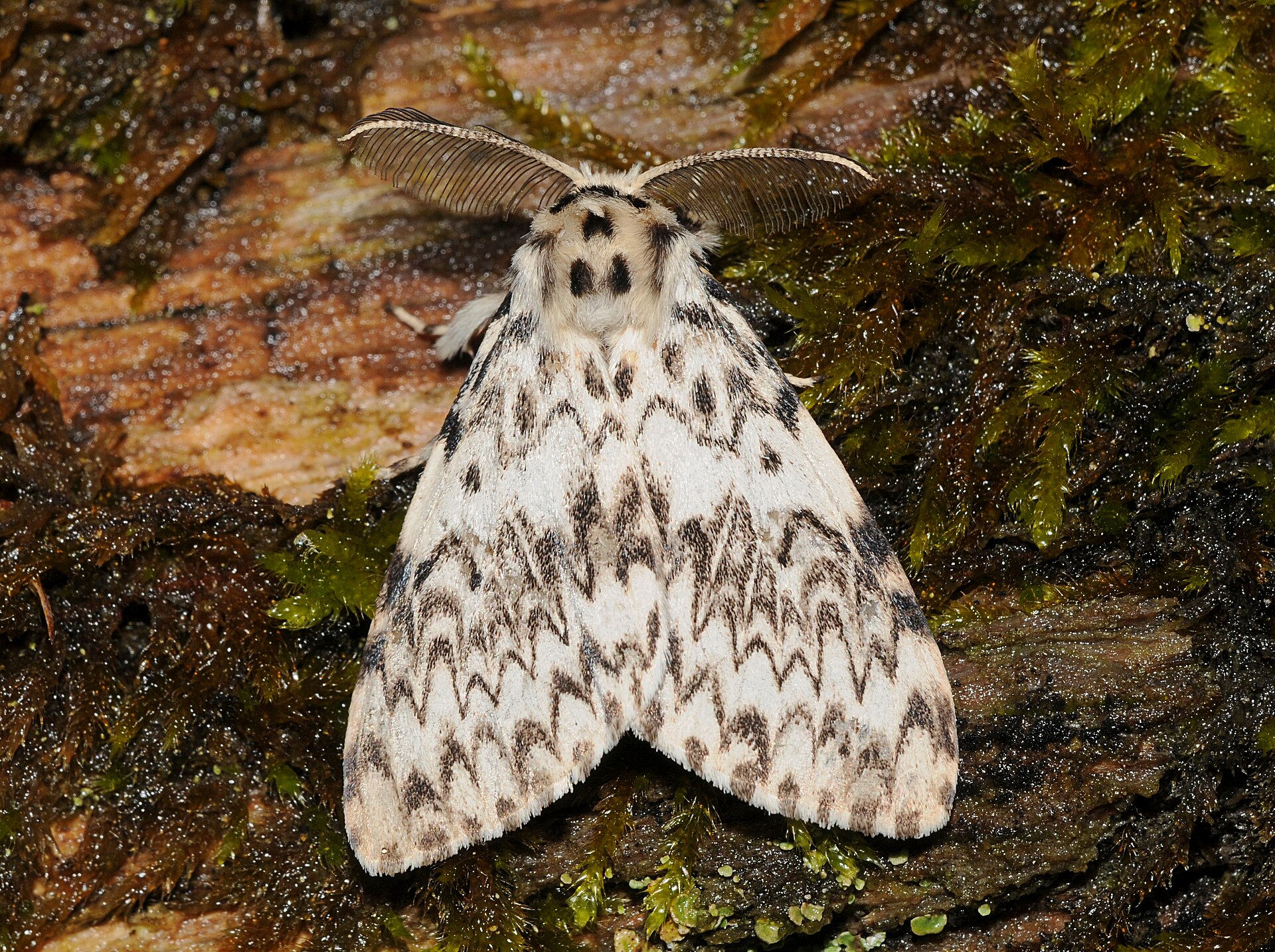 Bekyně mniška