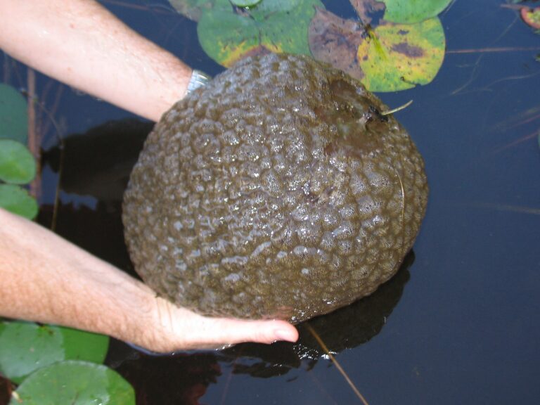 Bochnatka americká (Pectinatella magnifica)