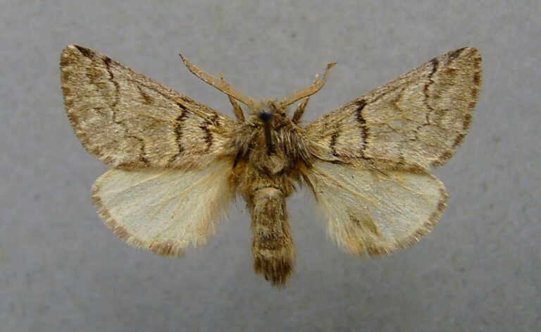 Bourovčík borový Bourovčík borový (Thaumetopoea pinivora)