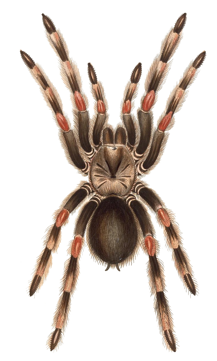 Brachypelma smithi
