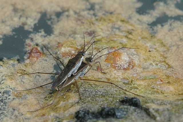 Bruslařka obecná