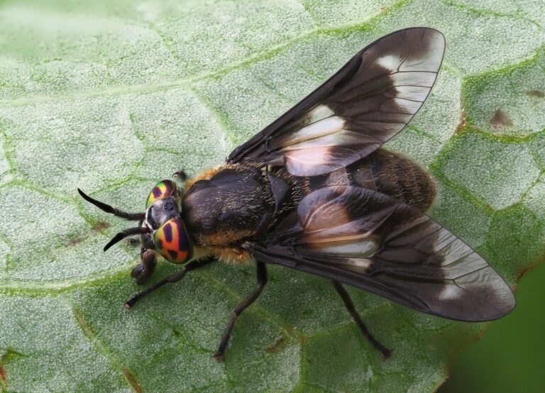 Bzikavka slepoočka (Chrysops caecutiens)
