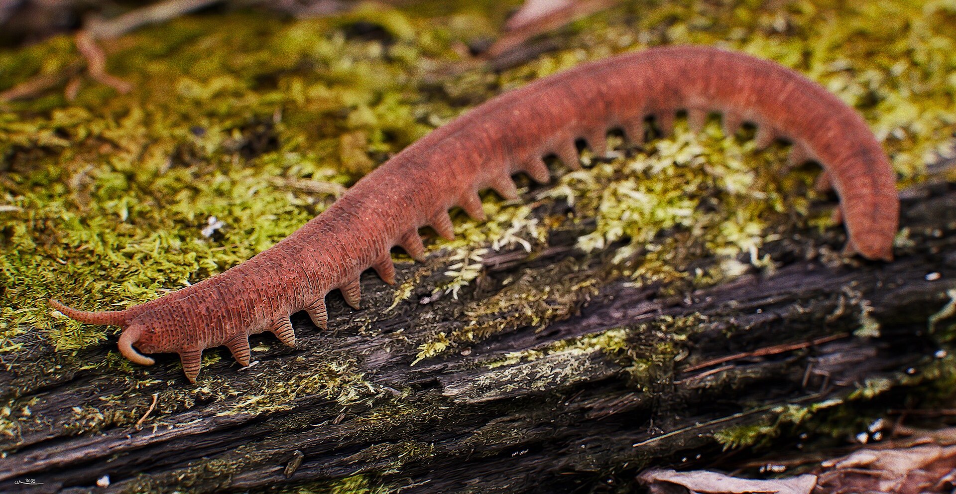 Cretoperipatus burmiticus