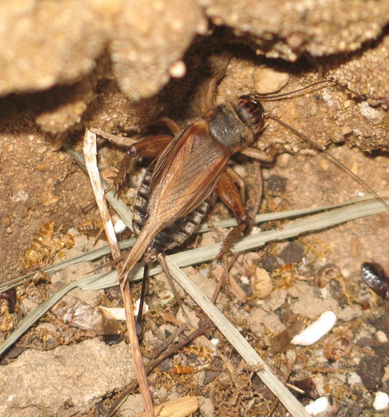 Cvrček domácí (Acheta domesticus)