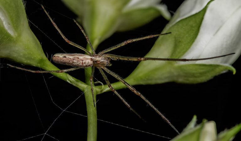 Čelistnatka rákosní (Tetragnatha extensa)