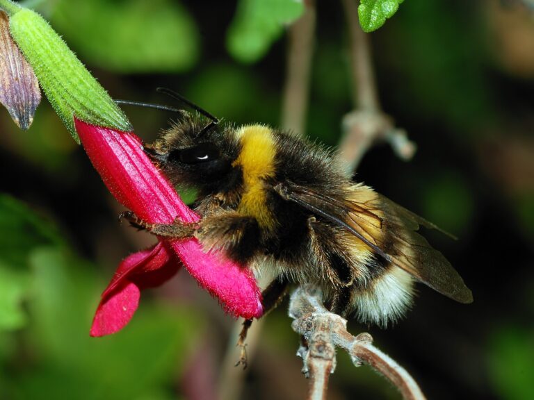 Čmelák zemní (Bombus terrestris)