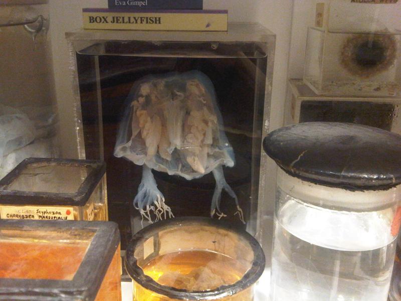 Čtyřhranka fleckerova
