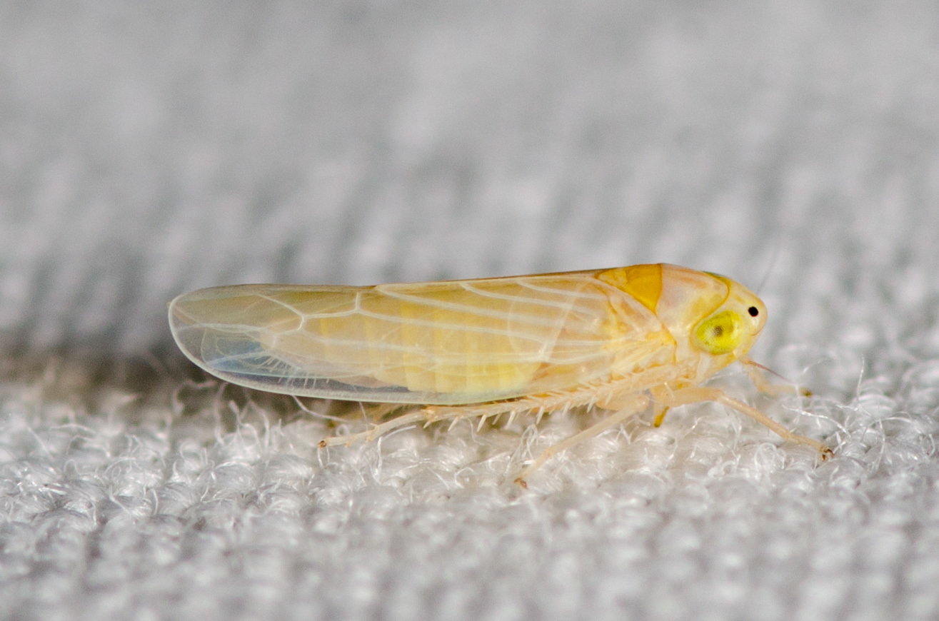 Dalbulus maidis
