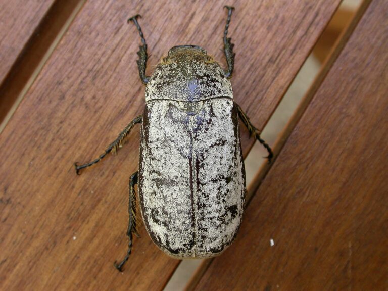 Dermolepida albohirtum (Dermolepida albohirtum)