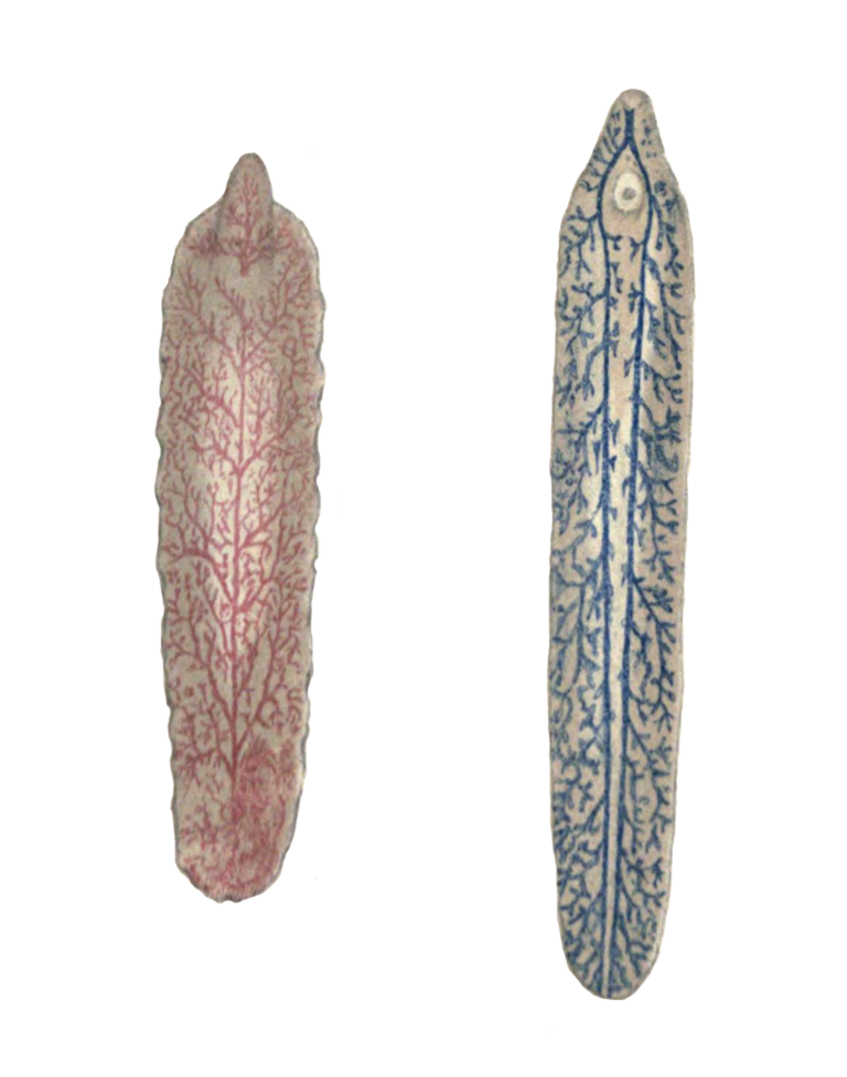 Fasciola gigantica (Fasciola gigantica)