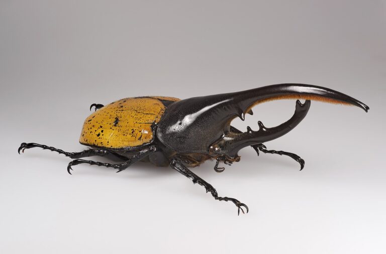 Herkules antilský (Dynastes hercules)