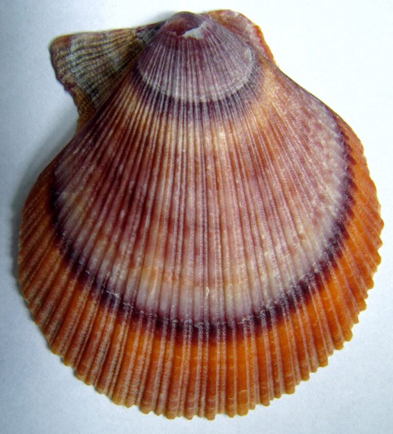 Hřebenatka islandská (Chlamys islandica)