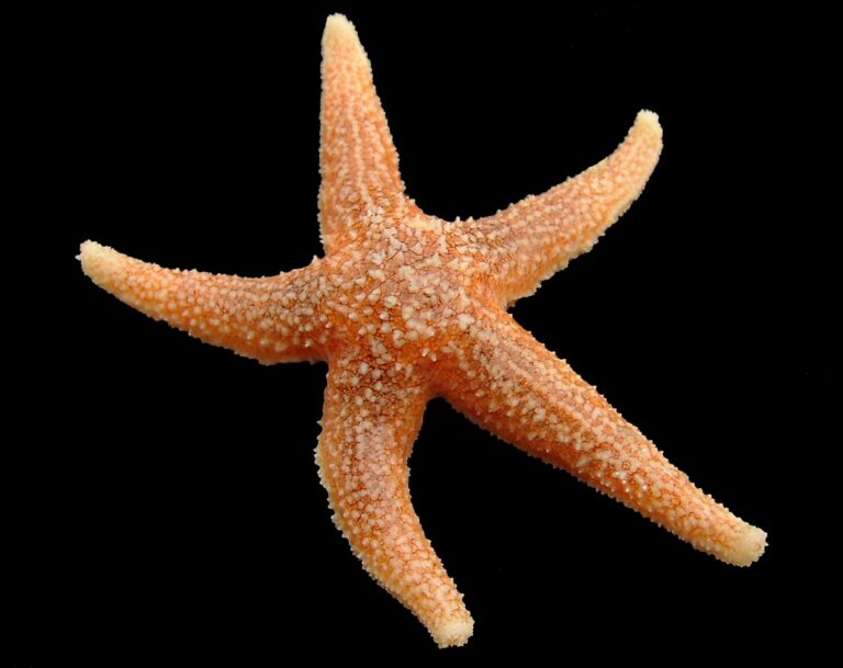 Hvězdice růžová (Asterias rubens)