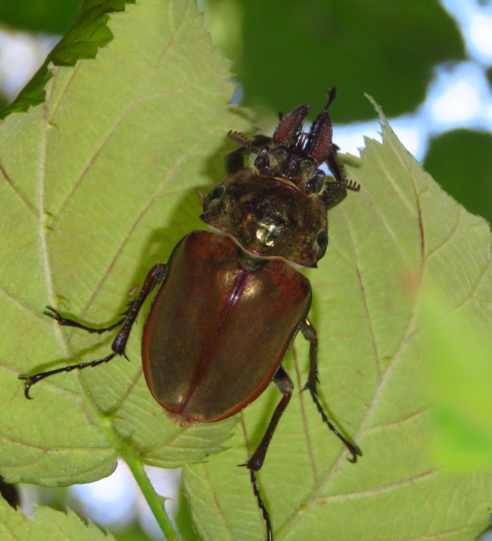 Chiasognathus granti