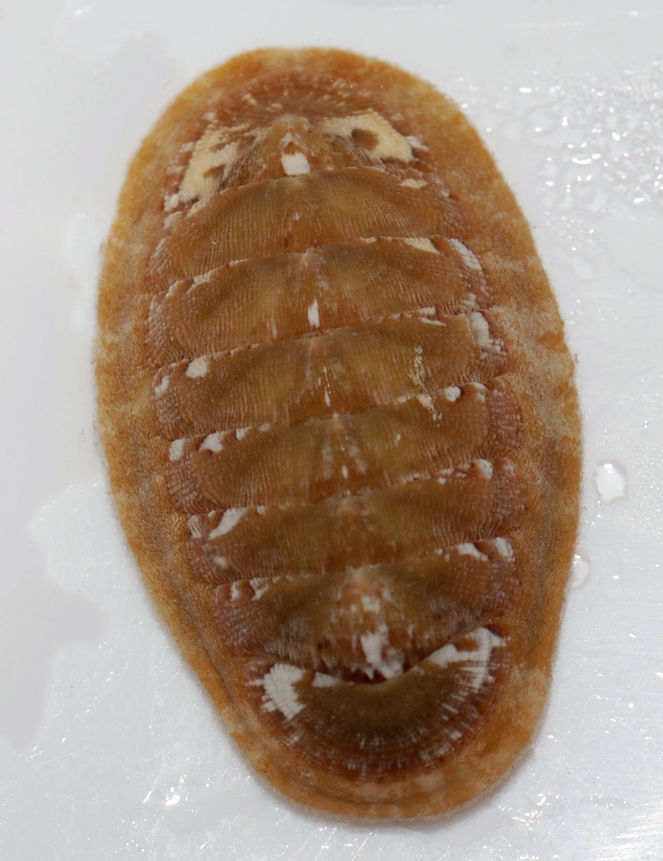 Chroustnatka středomořská