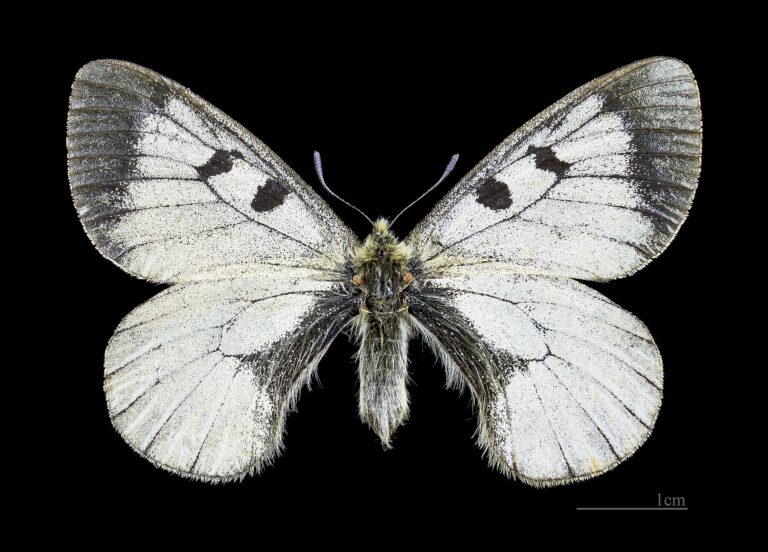 Jasoň dymnivkový (Parnassius mnemosyne)
