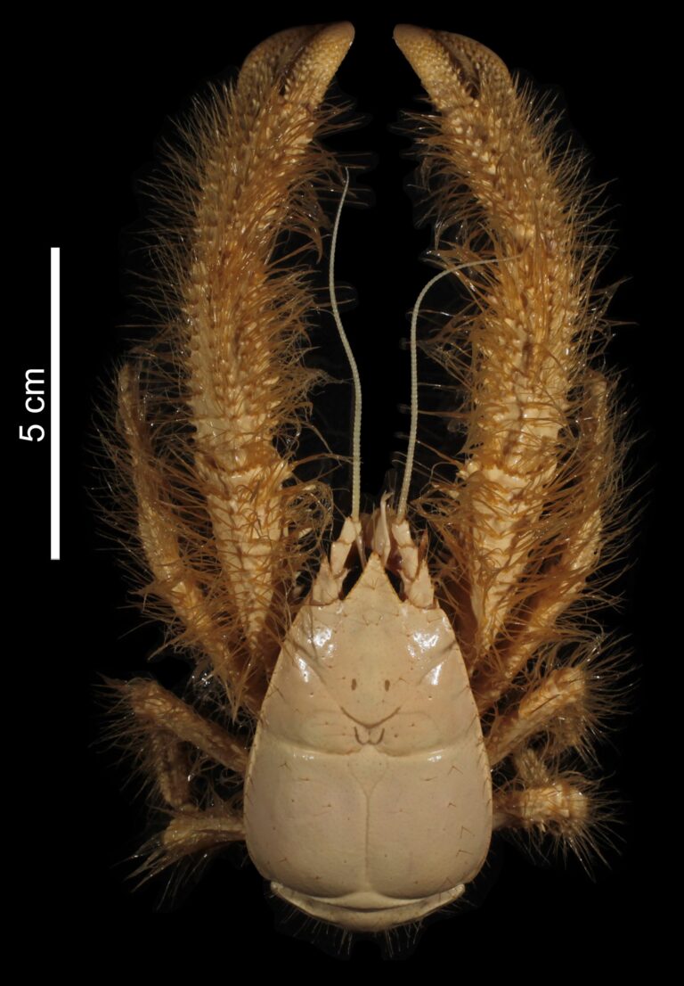 Kiwa hirsuta (Kiwa hirsuta)