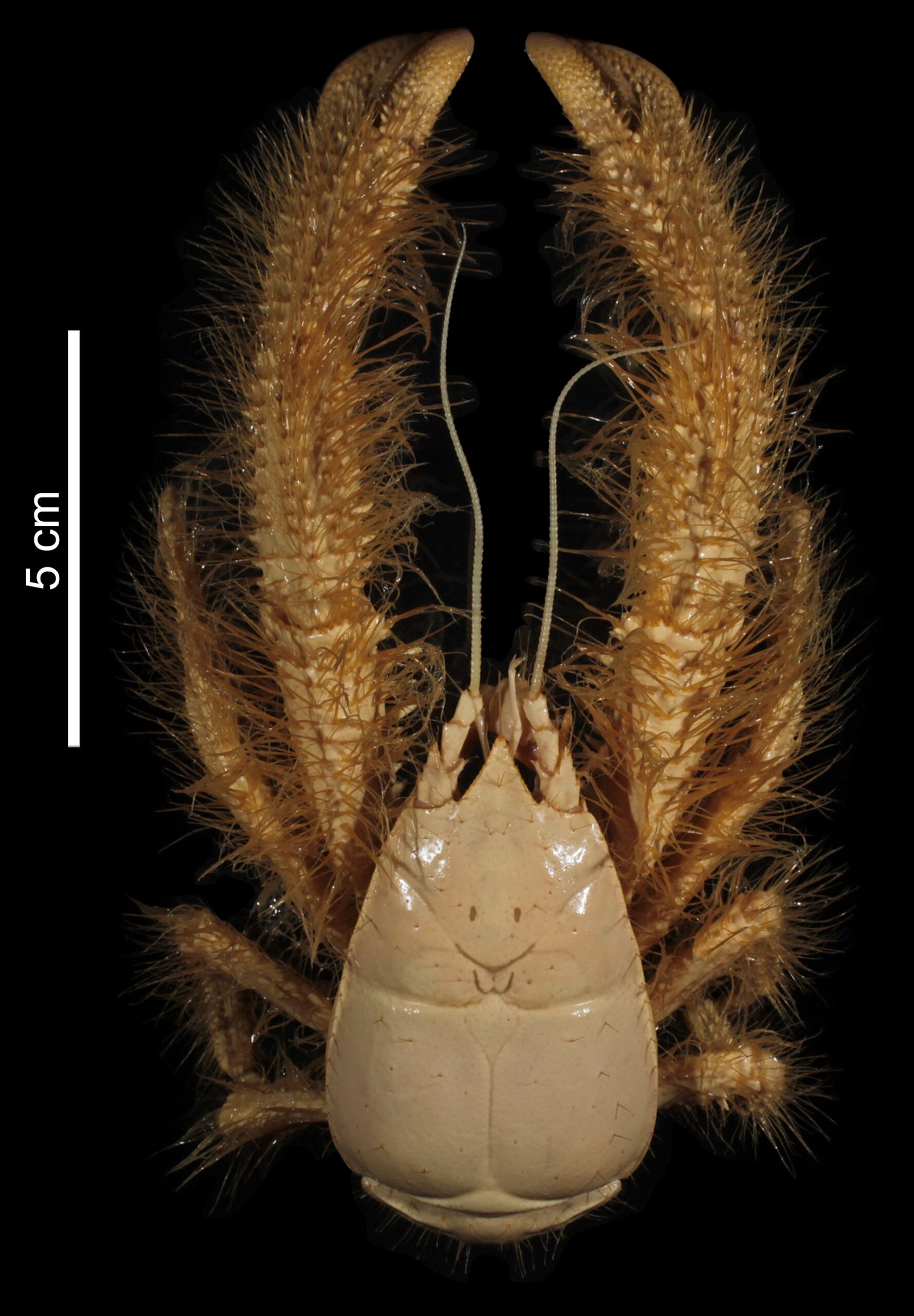 Kiwa hirsuta