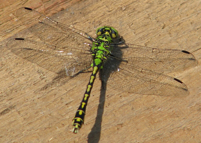 Klínatka rohatá (Ophiogomphus cecilia)