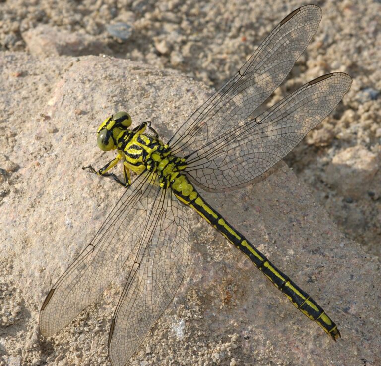 Klínatka žlutonohá (Gomphus flavipes)
