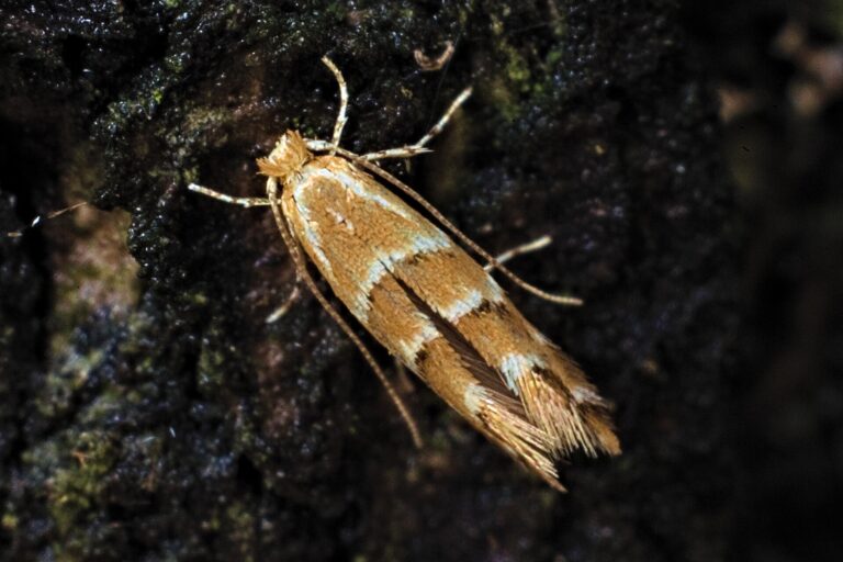 Klíněnka jírovcová (Cameraria ohridella)