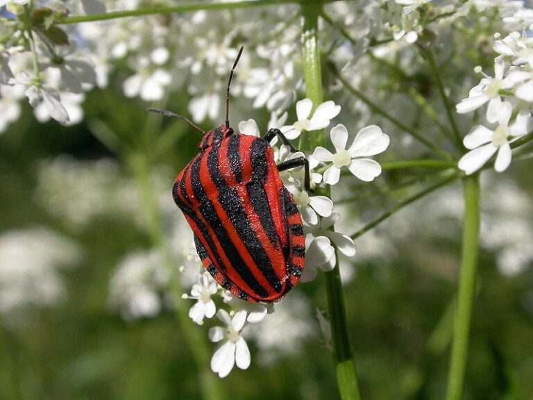 Kněžice pásovaná (Graphosoma lineatum)