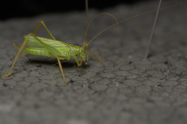 Kobylka dubová (Meconema thalassinum)