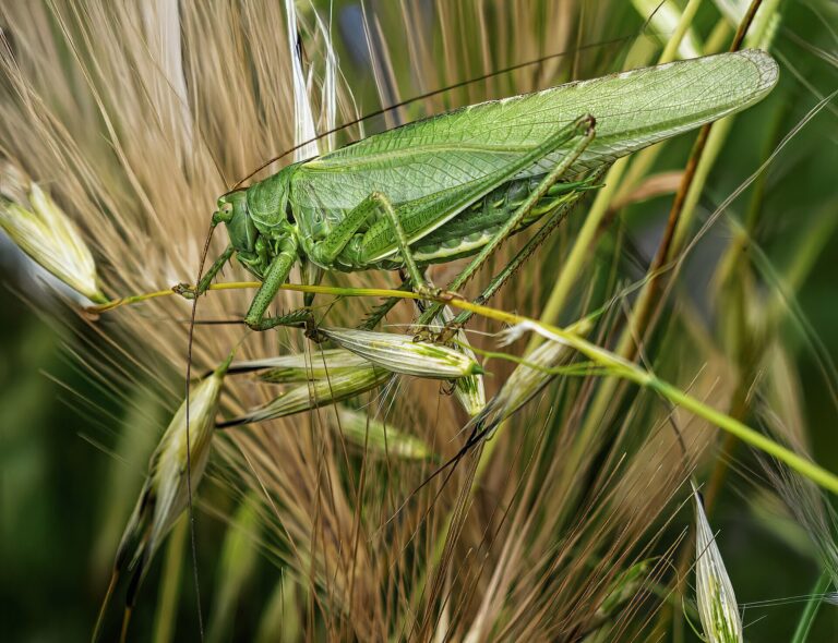 Kobylka zelená (Tettigonia viridissima)