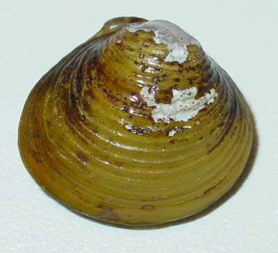 Korbikula asijská