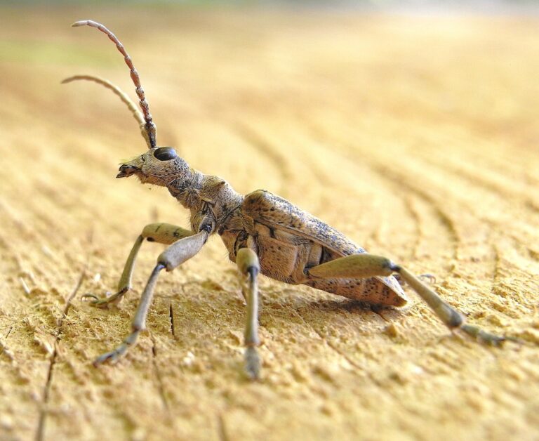 Kousavec páskovaný Kousavec páskovaný (Rhagium sycophanta)
