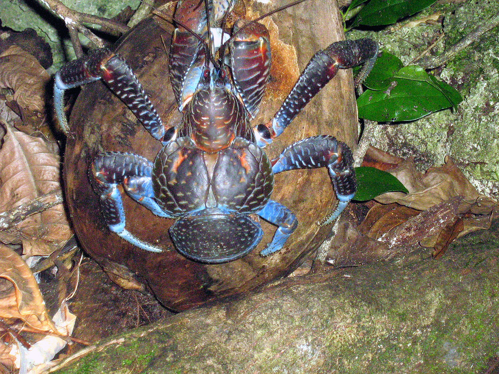 Krab palmový