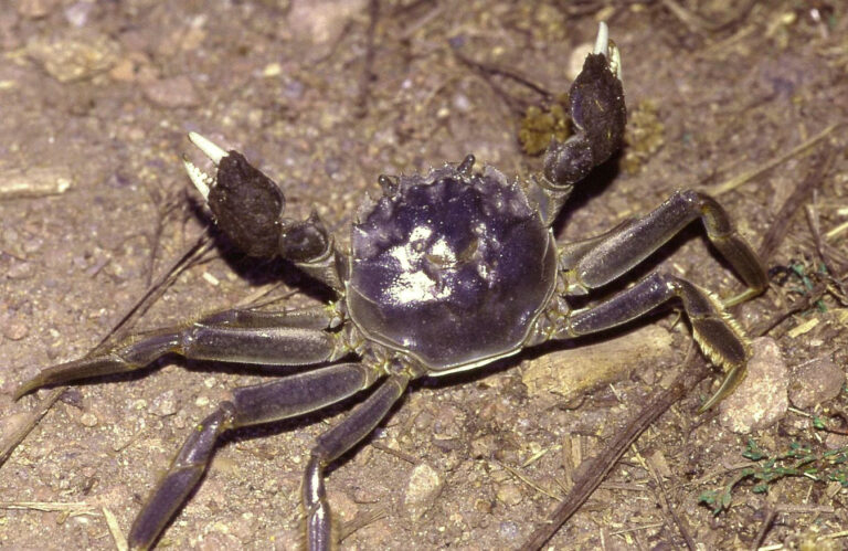 Krab říční (Eriocheir sinensis)