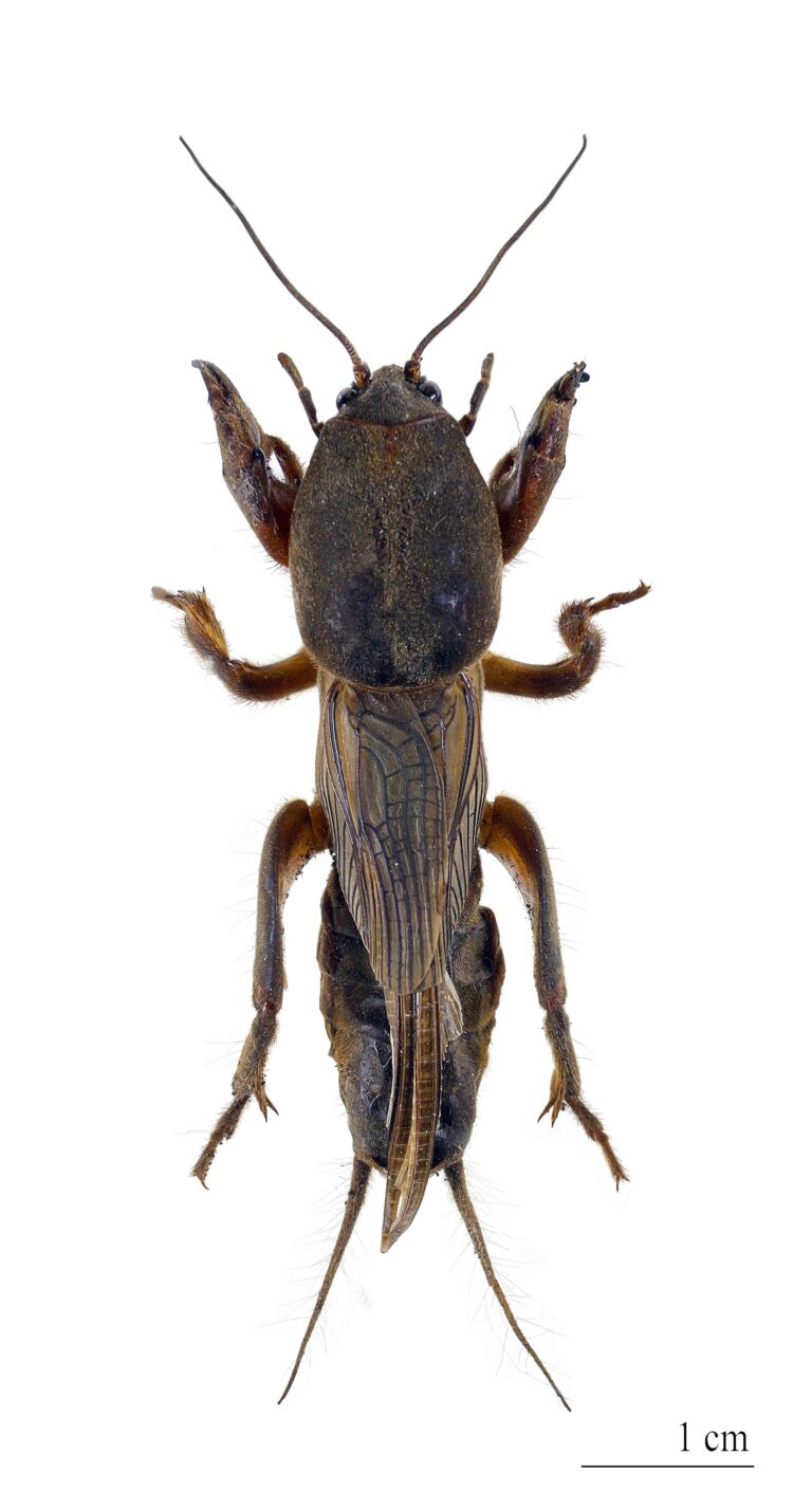 Krtonožka obecná (Gryllotalpa gryllotalpa)