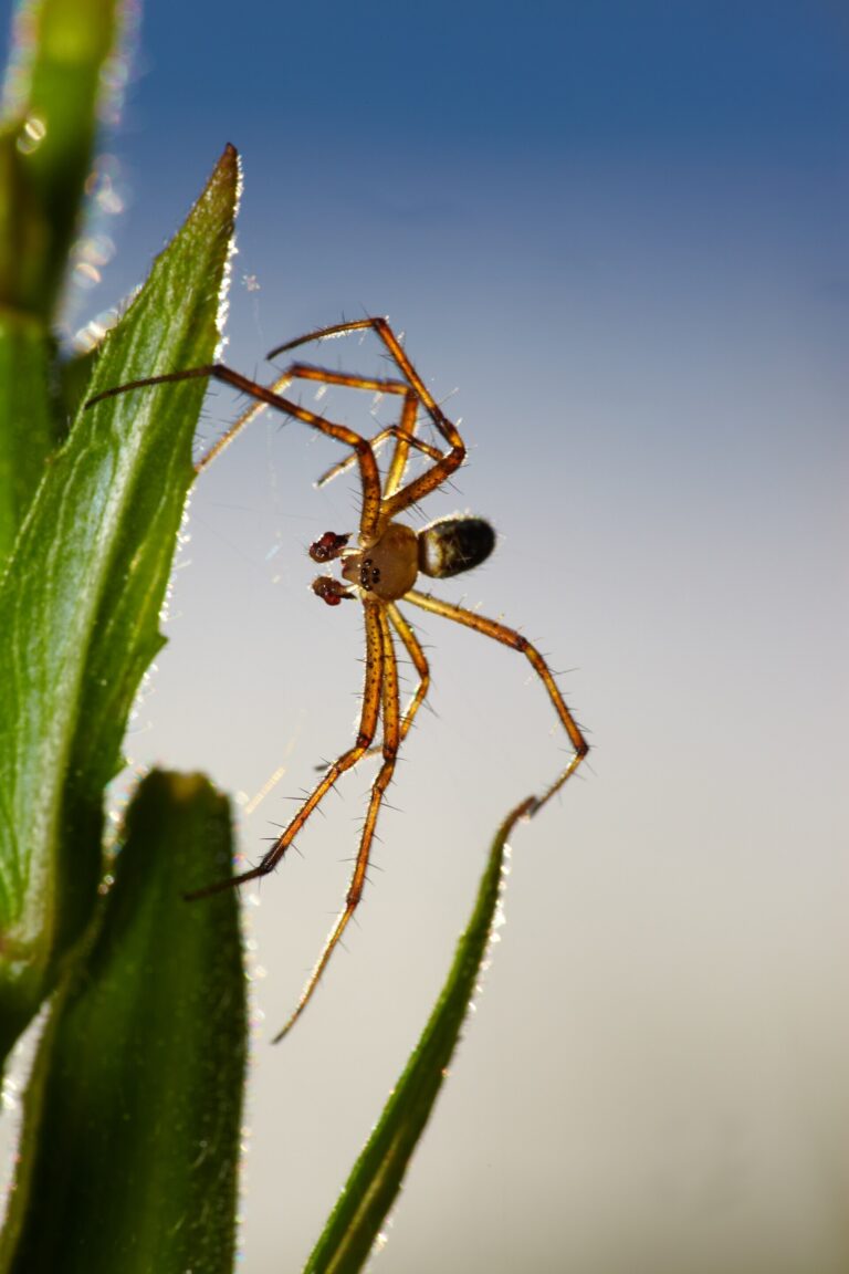 Křižák pruhovaný (Argiope bruennichi)