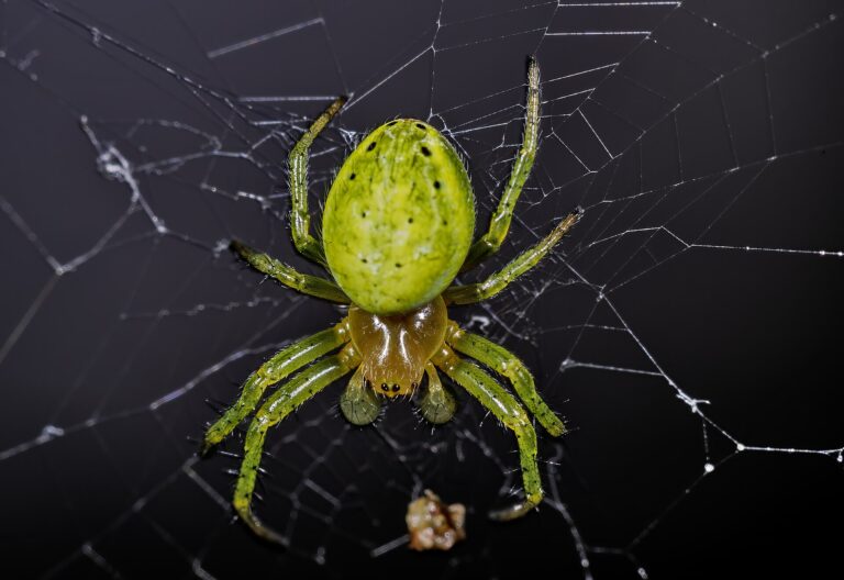 Křižák zelený Křižák zelený (Araniella cucurbitina)