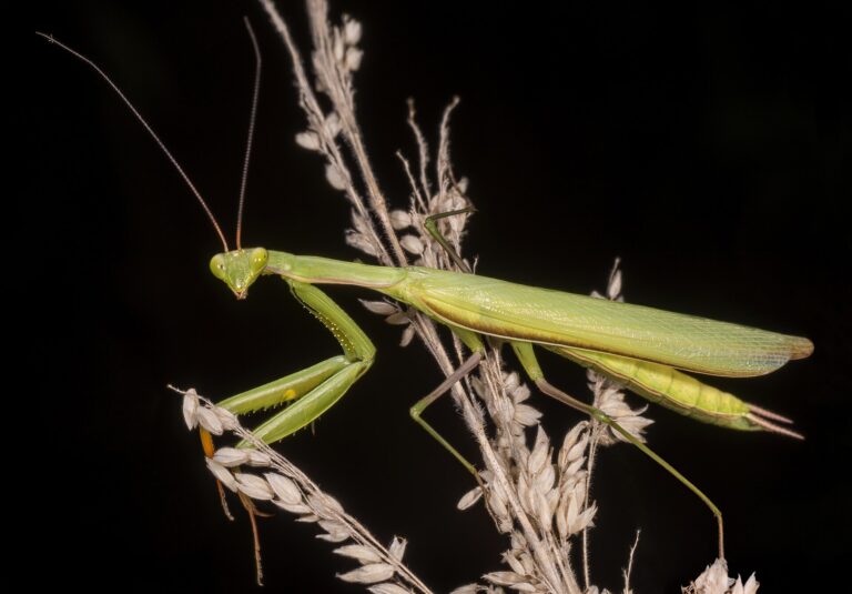 Kudlanka nábožná